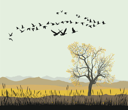 Vector illustration of migration pattern flock of wild geeseのイラスト素材