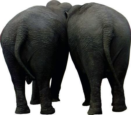 photo of two elephants behind, isolated on white background.の写真素材