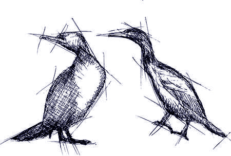 Hand pen drawn vector illustration of cormoranのイラスト素材