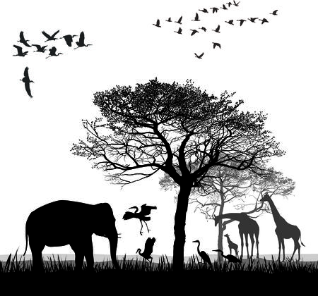 Vector illustration of a safari with giraffes, herons, geese and elephantのイラスト素材
