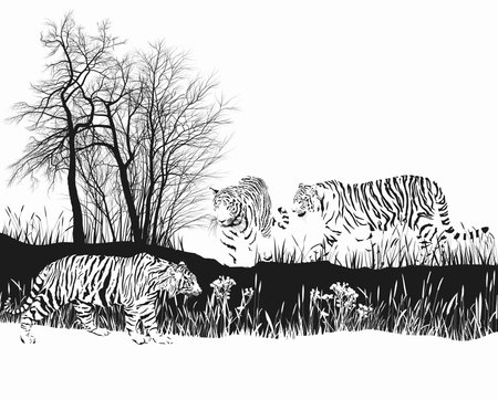 black and white vector drawing of three tigers in the wild