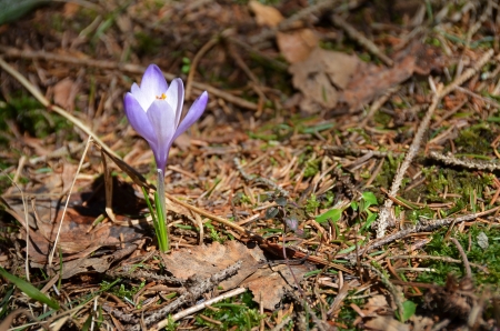 Spring flowerの写真素材