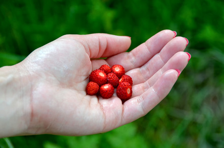 wild strawberries in hand green nature backgroundの写真素材