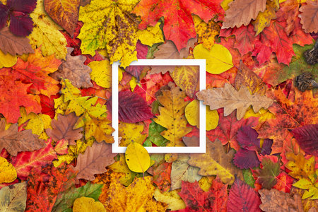 White paper squere frame surrounded by autumn leaves. Top view; flat lay composition