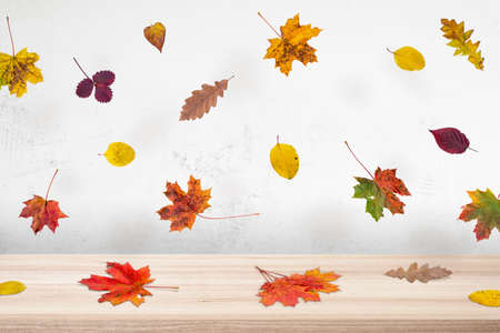 Colorful autumn leaves fall on the table. Creative concept. Background for product presentation.の写真素材