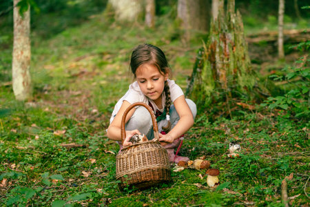 A girl in the forest collects boletus mushrooms and puts them in a basketの写真素材