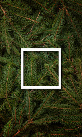 Square white frame centered over Christmas tree branches, designed for text promotion, with a festive and decorative holiday backgroundの写真素材