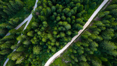 Aerial top-down image of a dirt road cutting diagonally across denser tree growth, intersecting with...