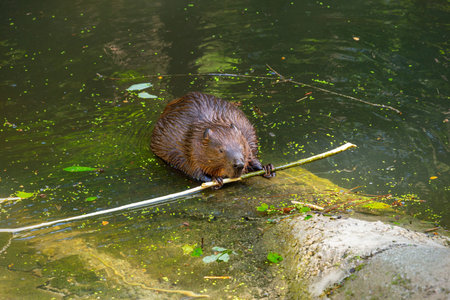 European beaver swimming in pond holding stick with paws, surrounded by green water vegetation