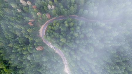 Aerial perspective of curvy forest road surrounded by dense pine trees