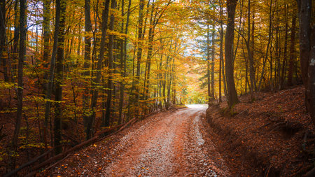Beautiful forest trail surrounded by trees in warm fall colors, ideal for travel concepts, backgrounds and seasonal marketing visualsの写真素材