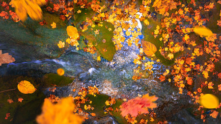 Autumn leaves moving over clear stream water with motion blur effect and colorful forest reflections