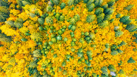Top view of autumn forest mixing evergreen conifers with bright yellow and orange deciduous treesの写真素材