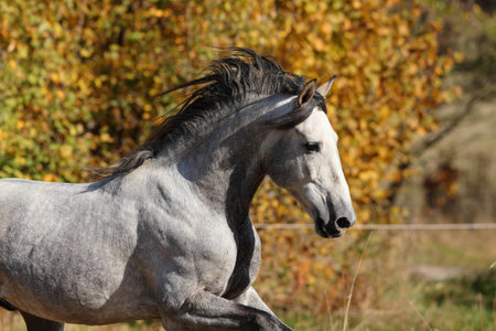 Andalusian horseの写真素材