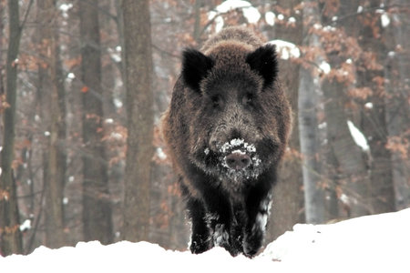wildboar in winterの写真素材