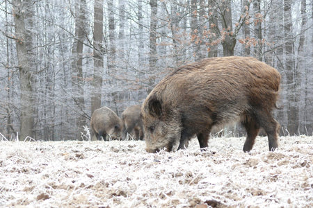 wildboar in winterの写真素材