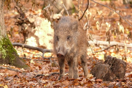 wildboar in autumnの写真素材