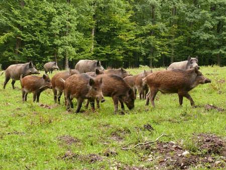 wildboar in forest meadowの写真素材