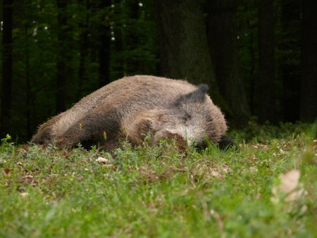 wildboar の写真素材