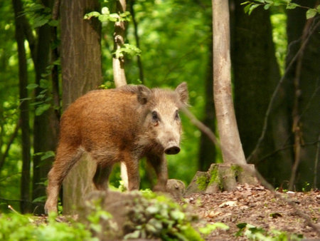 wildboarの写真素材