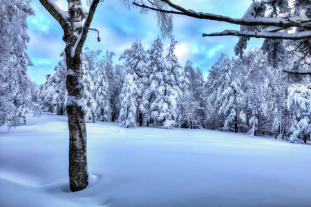 Snowy forest blue winter landscapeの写真素材