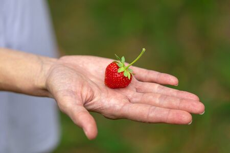 The farmer holds a freshly picked organic strawberry in his hand. Imageの写真素材