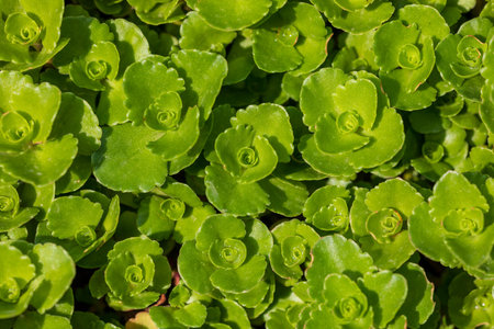 Closeup of succulent plant green leaves with water drops. Image