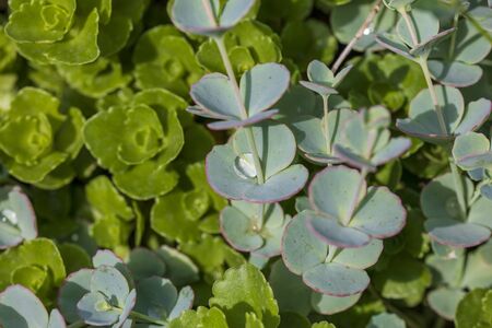 Closeup of succulent plant green leaves with water drops. Imageの写真素材