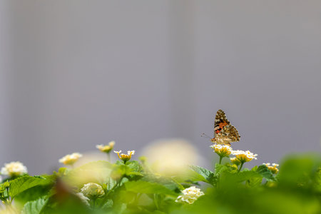 Springtime background. Butterfly and flowers on blurry background. Imageの写真素材