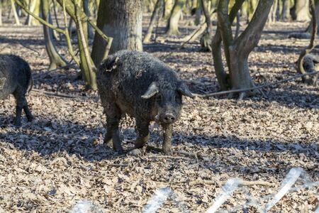 Young Mangalica pig kept outdoors in a forest. Free range pig production. Imageの写真素材