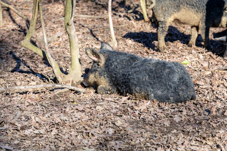 Mangalica pig resting, kept outdoors in a forest. Free range pig production. Image