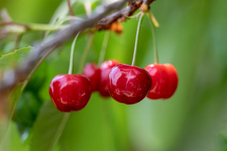Close up view of the juicy organic cherries growing on the branch. Image