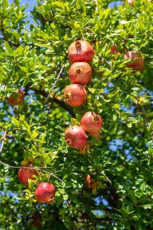 Ripe pomegranate fruits. Detail of the pomegranate tree canopy on a sunny summer day.の写真素材