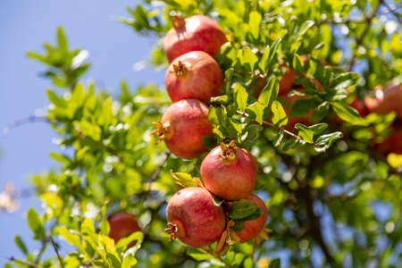 Ripe pomegranate fruits. Detail of the pomegranate tree canopy on a sunny summer day.の写真素材