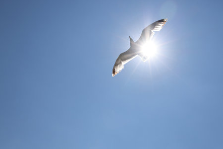 Seagull flying in the blue sky under the sun. Abstract nature background.の写真素材