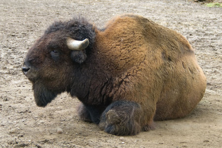 Large brown buffalo laying on the ground