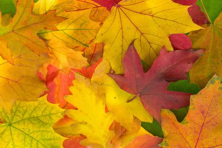 Old maple leaves as a backgroundの写真素材
