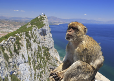 Barbary macaque in Gibraltar, Gibraltar (British Overseas Territories)のeditorial素材
