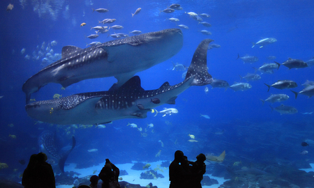 Visitors enjoying to see Whale sharks at Georgia Aquarium. It was the largest aquarium in the world from its opening in 2005 until 2012のeditorial素材