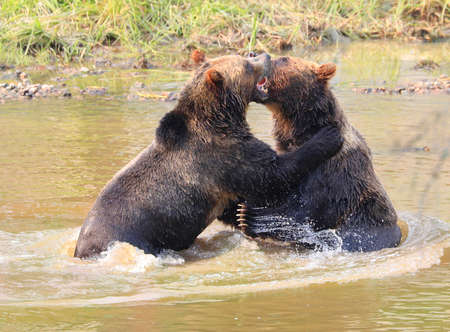 A closeup of Grizzly bears playing together in water, Quebec, Canadの写真素材