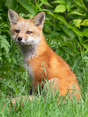 Young red fox portrait with green foreground and background
