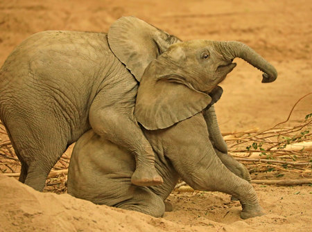 Babies elephant playing together with sand in the foregroundの写真素材