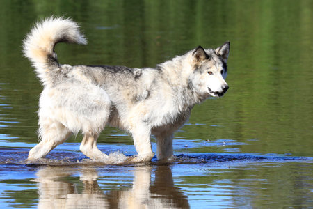 Malamute dog walking in the river, Quebec, Canada