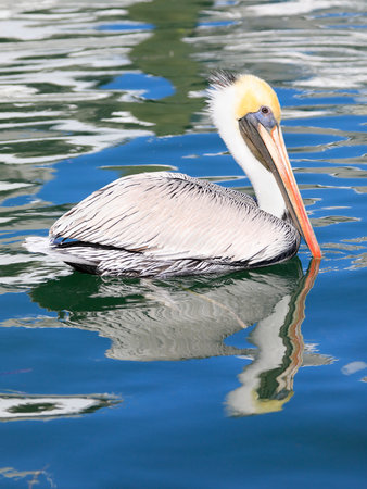 Pelican swimming on Gulf of Mexico including his reflection on the water in Key West, Floridaの写真素材