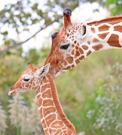 Mother giraffe takes care of her little babyの写真素材