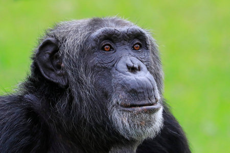 Close-up of a Chimpanzee with green background