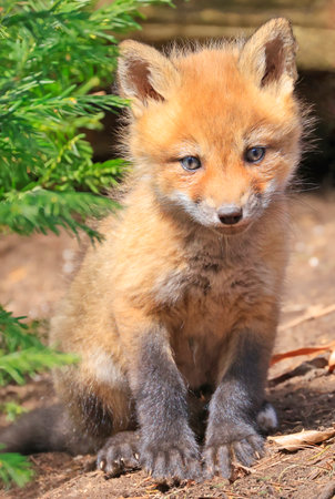 Red fox cub, Vulpes vulpes, in the wild.の写真素材
