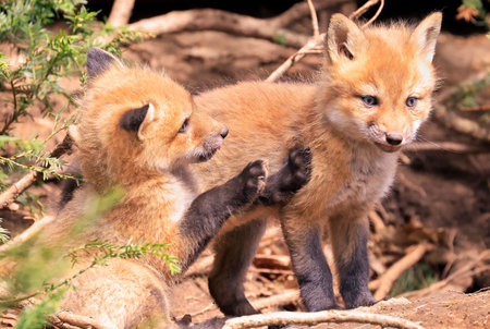 Red Fox (Vulpes vulpes) cubs playing together