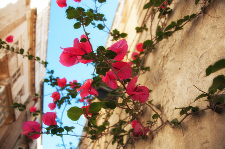 Ancient historical island Malta. Medieval old town. Parks, plants and flowers. Old city.の写真素材