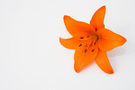 Beautiful fresh flowers. Tenderness and pleasant smell. Garden Liliesの写真素材